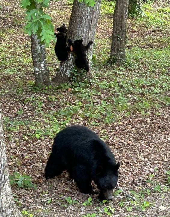 A black bear foraging below a tree while two cubs climb the trunk
